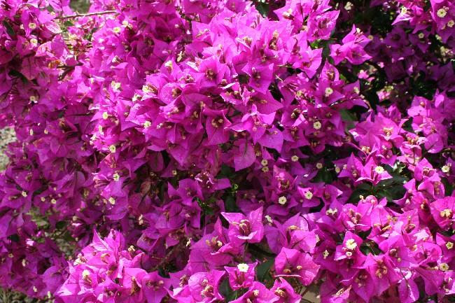 Datei:Bougainv lila.jpg