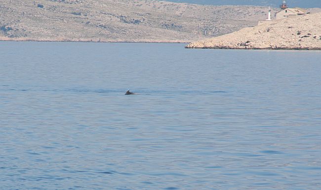 Datei:DELFIN Faehrfahrt.jpg