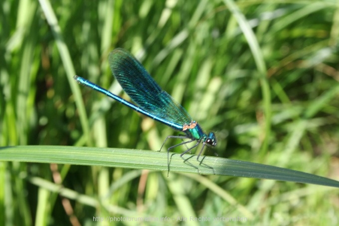 Datei:Libelle Pracht.jpg