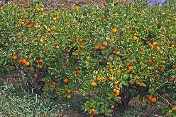 Datei:Mandarinenbäume.jpg