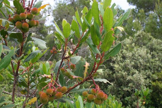 Datei:Erdbeerbaum.jpg
