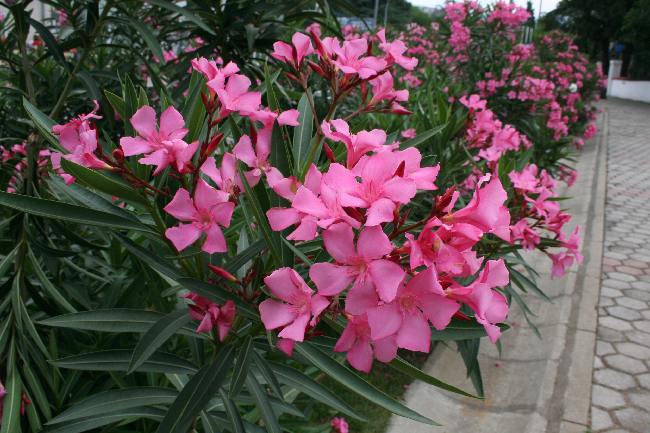 Datei:Rosa Oleander.jpg