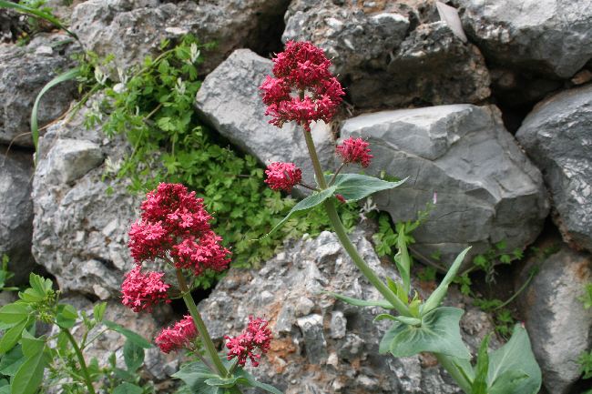 Datei:Spornblume 072.jpg