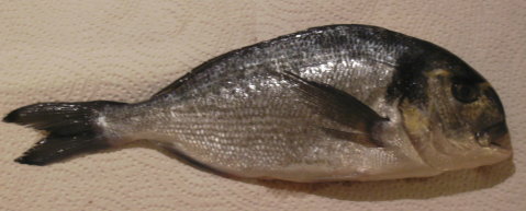 Datei:Dorade 5.jpg