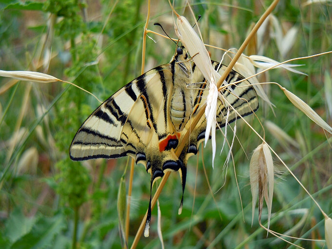 Datei:Butterfly.jpg