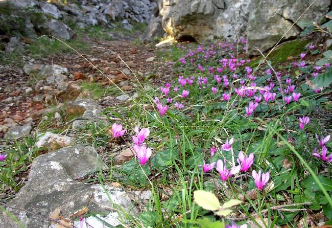 Datei:Cyclamen.jpg