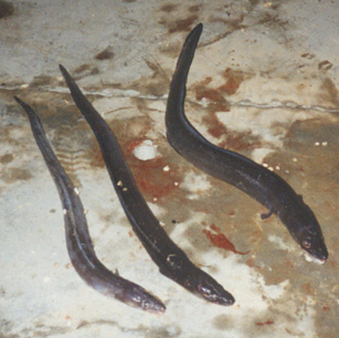 Datei:Conger.jpg