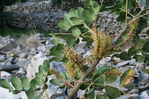 Datei:Johannisbrotblüten.jpg