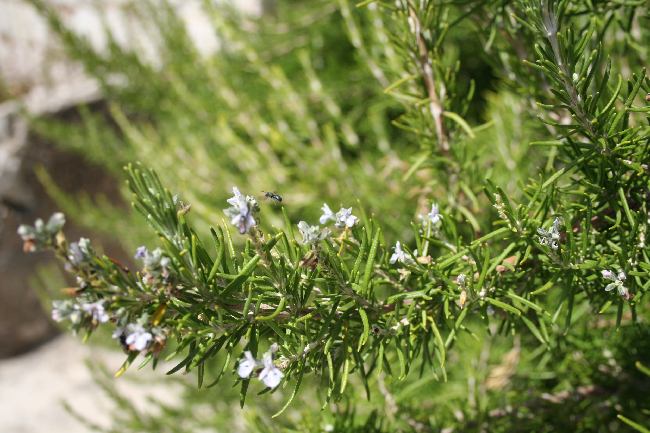 Datei:Rosmarinblüten.jpg