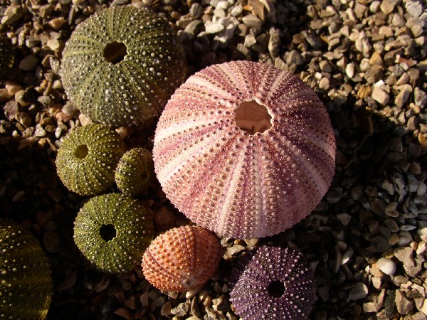 Datei:Seeigel1.jpg