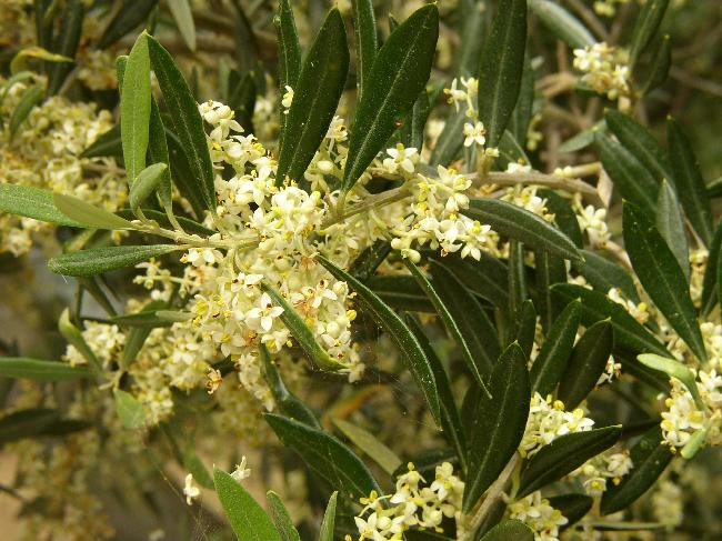 Datei:Olivenblüten.jpg
