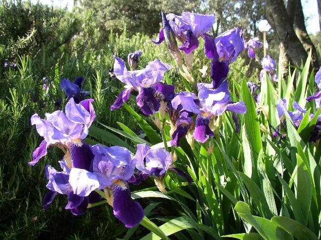 Datei:Iris.jpg