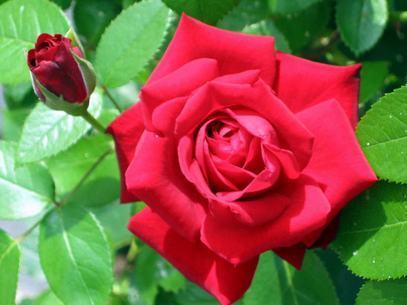 Datei:RoseGrizelj.jpg