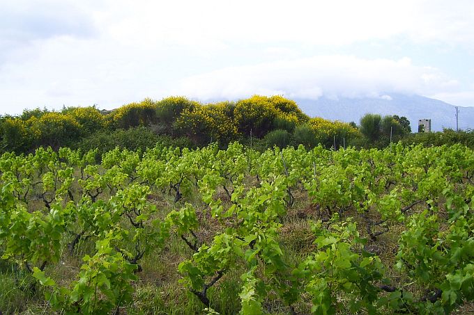 Datei:Lumbarda Weinbaugebiet Grk m.w. 2.jpg