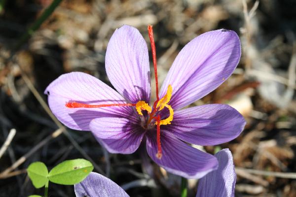 Datei:Safrankrokus.jpg