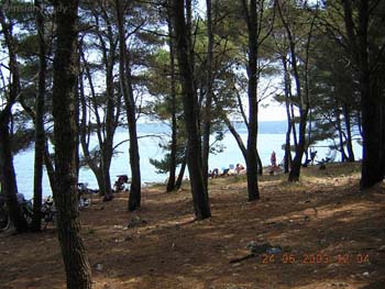 Datei:Forest 2.jpg