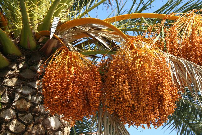 Datei:Dattelpalme.jpg