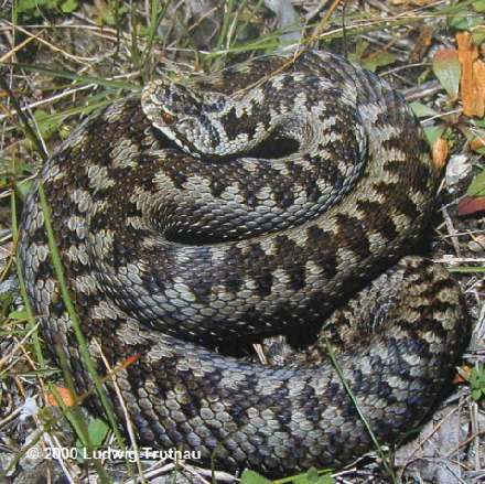 Datei:Vipera berus.jpg