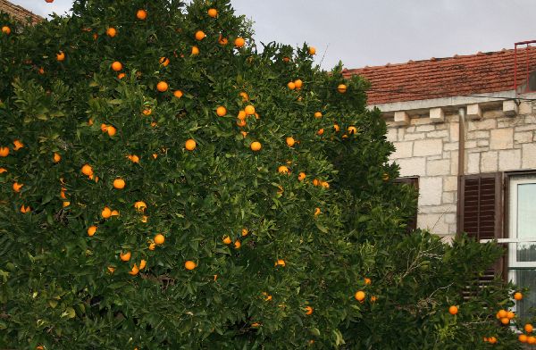 Datei:Orangenbaum Kopie.jpg