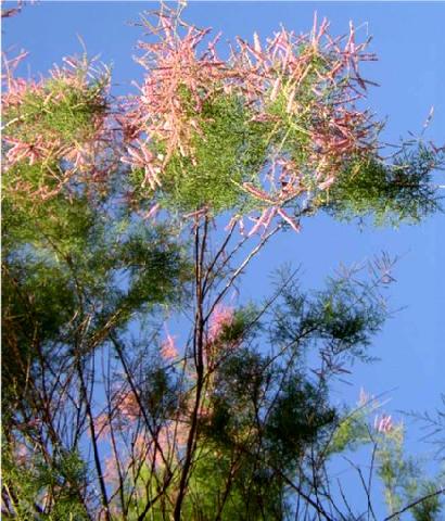 Datei:Tamariske blühend.jpg