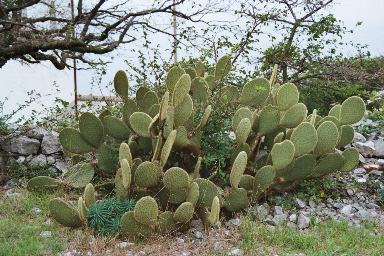 Datei:Cres06 419.jpg