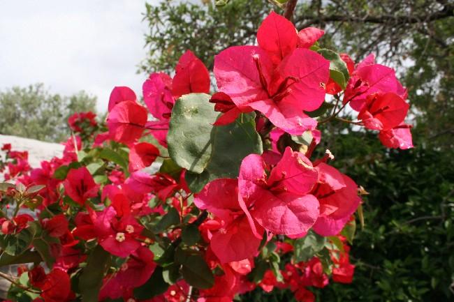 Datei:Bougainvillea.jpg