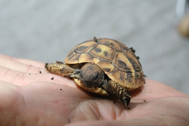 Datei:Kleine Schildkröte.jpg