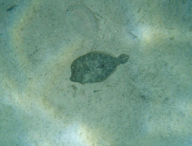 Datei:Scholle.jpg